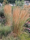 Calamagrostis acutiflora (x) 'Karl Foerster' - La pépinière d'Agnens