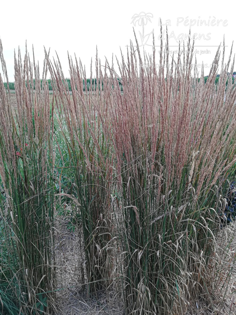 Calamagrostis acutiflora (x) 'Karl Foerster' - La pépinière d'Agnens