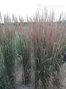 Calamagrostis acutiflora (x) 'Karl Foerster' - La pépinière d'Agnens