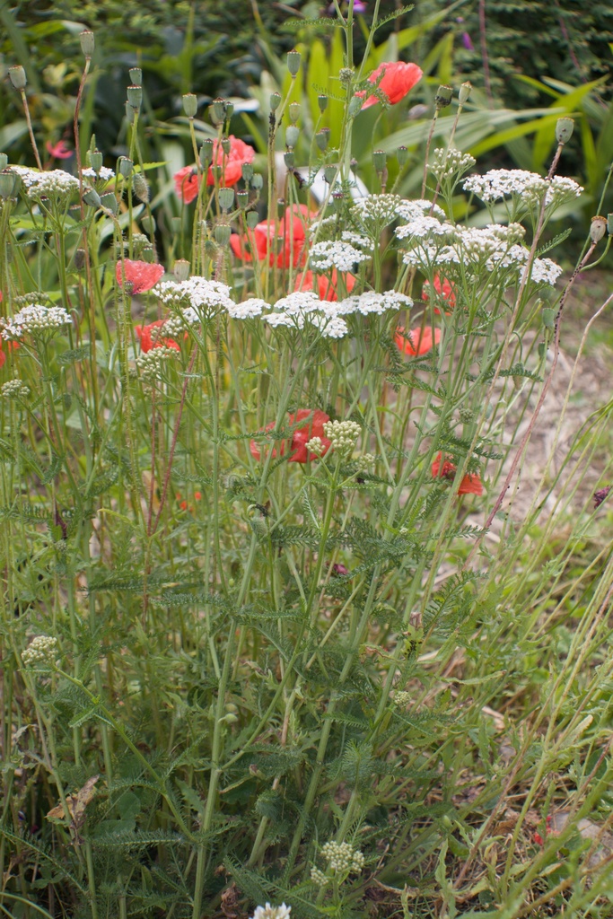 Achillea millefolium - La Pépinière d'Agnens