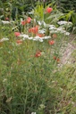 Achillea millefolium - La Pépinière d'Agnens