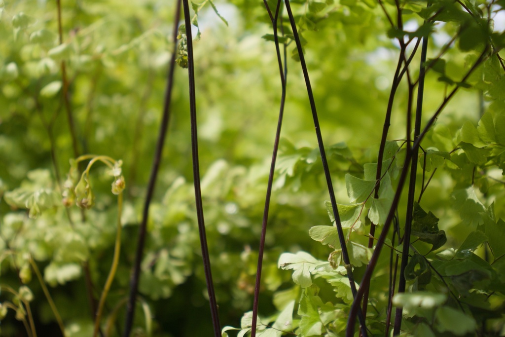 Adiantum pedatum - La Pépinière d'Agnens