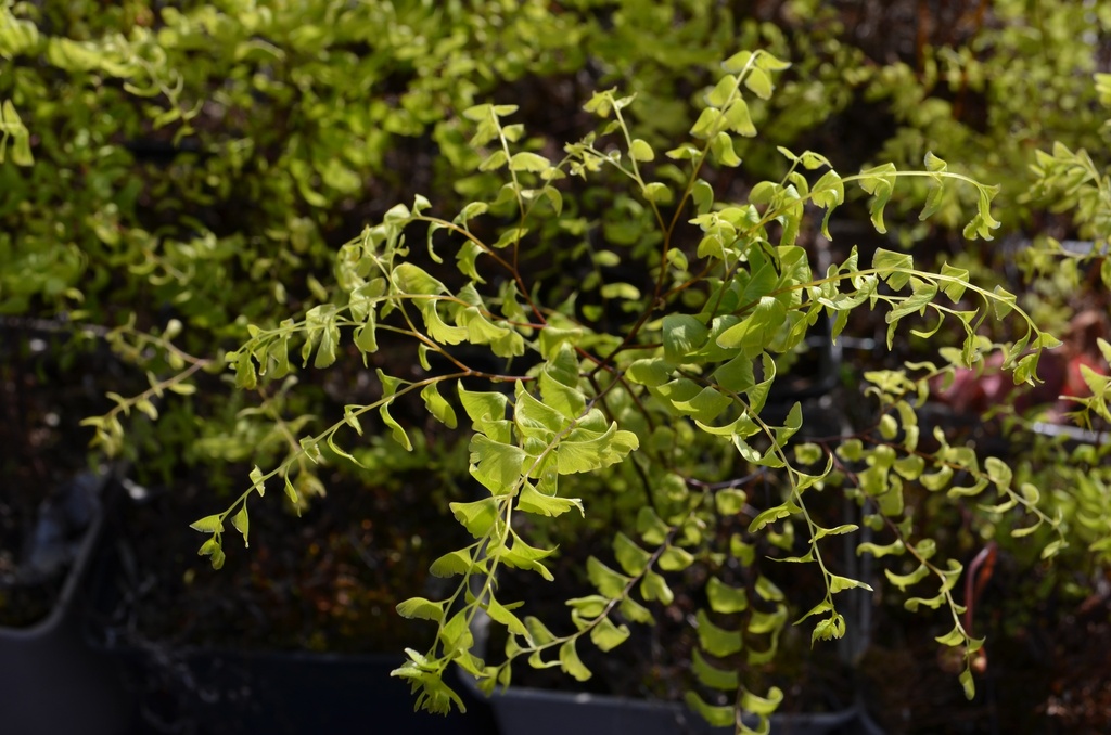 Adiantum pedatum 'Imbricatum' - La Pépinière d'Agnens