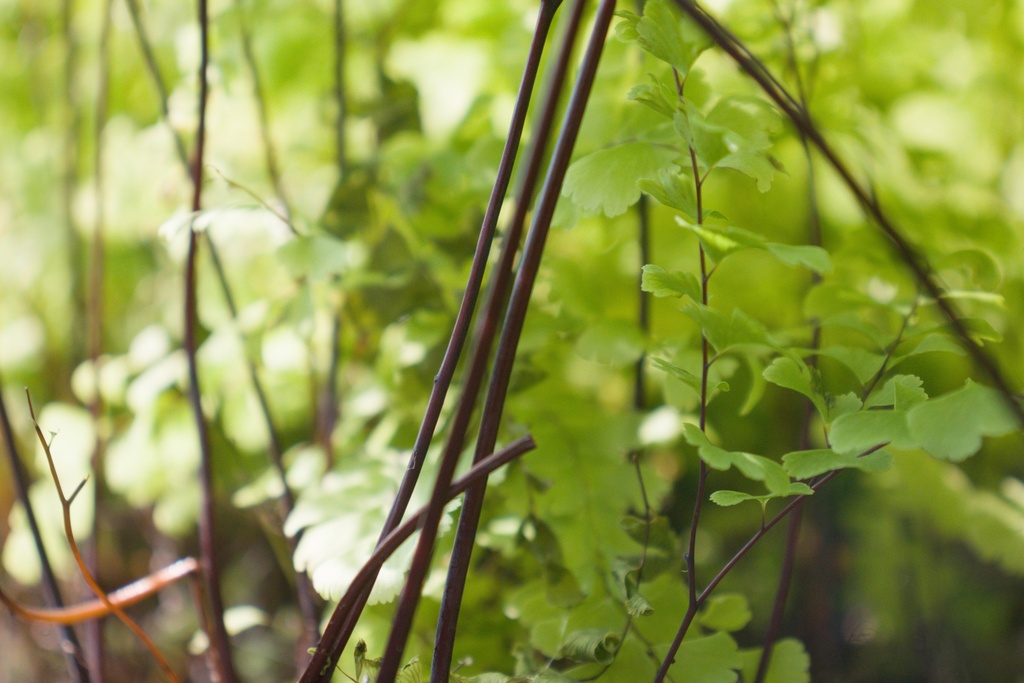 Adiantum pedatum 'Imbricatum' - La Pépinière d'Agnens