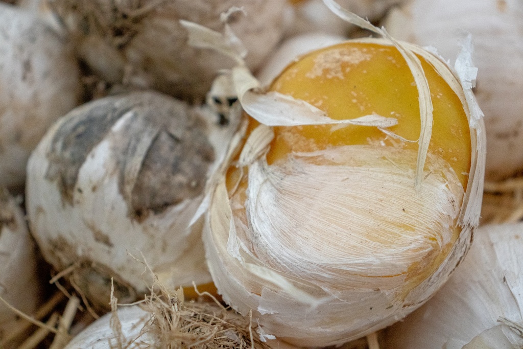 Allium 'Mount Everest' - La Pépinière d'Agnens