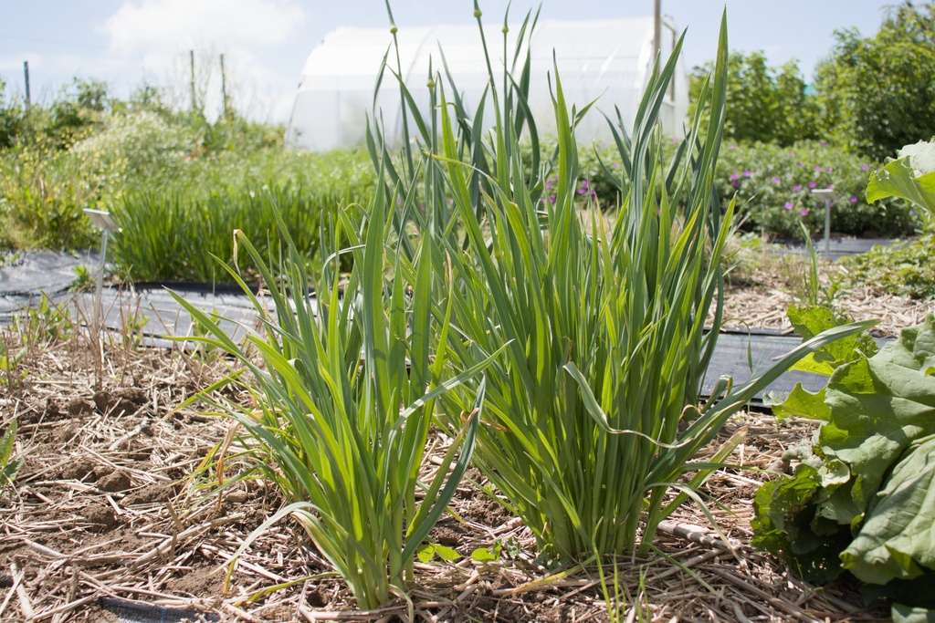 Allium ampeloprasum - La Pépinière d'Agnens
