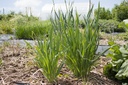 Allium ampeloprasum - La Pépinière d'Agnens
