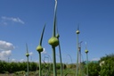 Allium ampeloprasum - La Pépinière d'Agnens