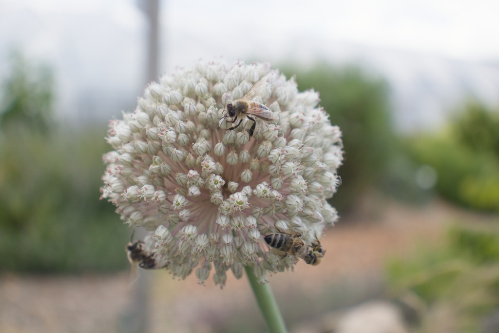 Allium ampeloprasum - La Pépinière d'Agnens