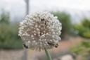 Allium ampeloprasum - La Pépinière d'Agnens