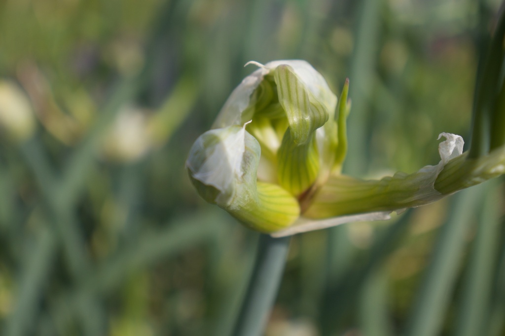 Allium cepa var. viviparum (Ail Rocambole) - La Pépinière d'Agnens