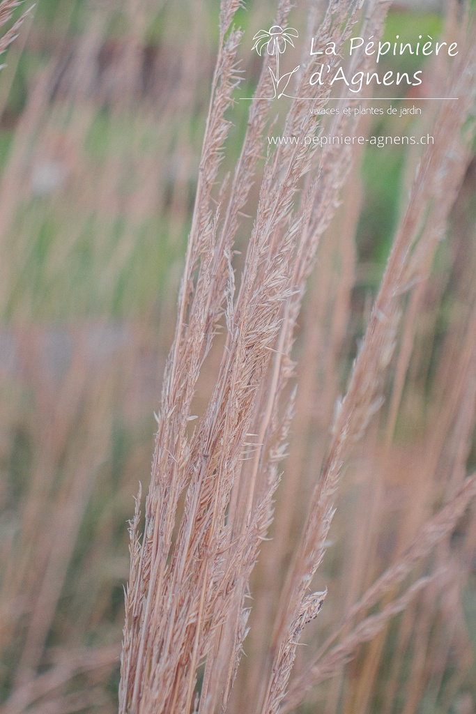 Calamagrostis acutiflora (x) 'Karl Foerster' - La pépinière d'Agnens