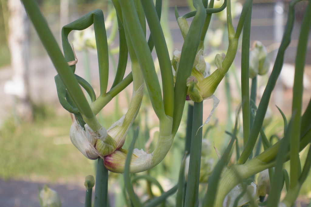 Allium cepa var. viviparum (Ail Rocambole) - La Pépinière d'Agnens