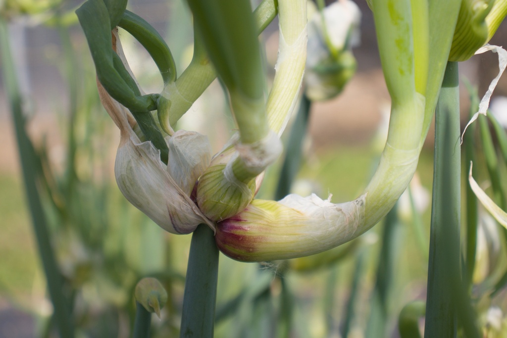 Allium cepa var. viviparum (Ail Rocambole) - La Pépinière d'Agnens