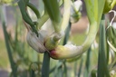 Allium cepa var. viviparum (Ail Rocambole) - La Pépinière d'Agnens