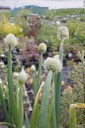 Allium fistulosum - La Pépinière d'Agnens