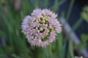Allium nutans 'Isabelle' - La Pépinière d'Agnens