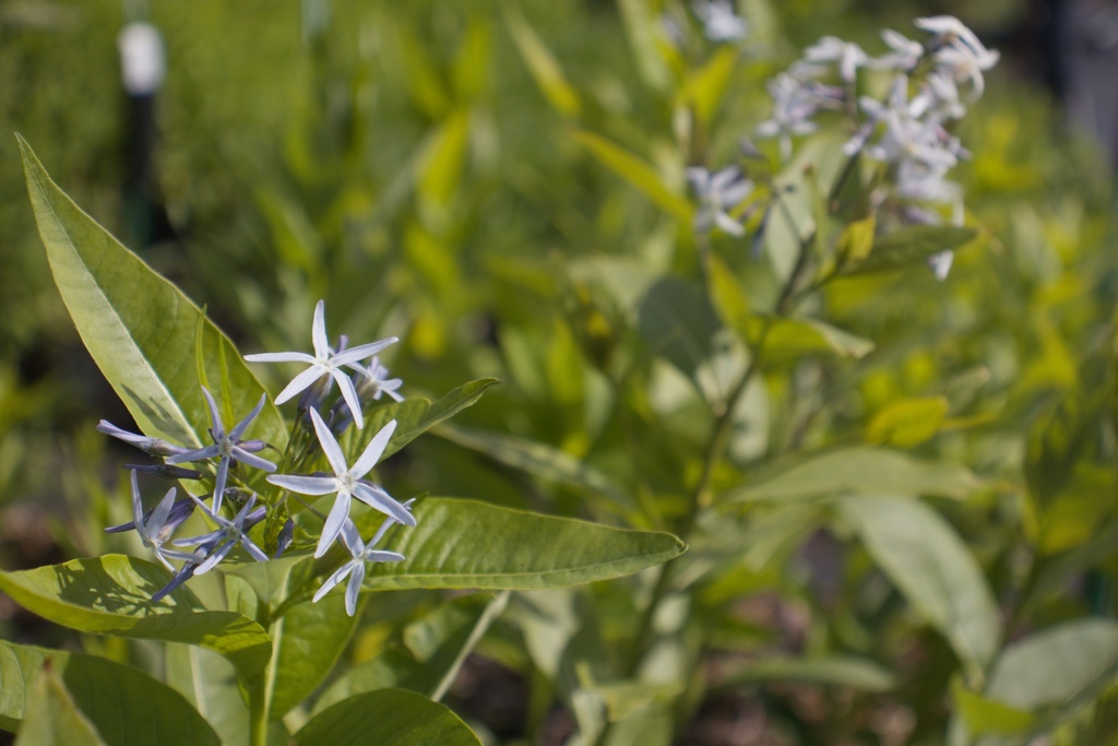 Amsonia illustris - La Pépinière d'Agnens