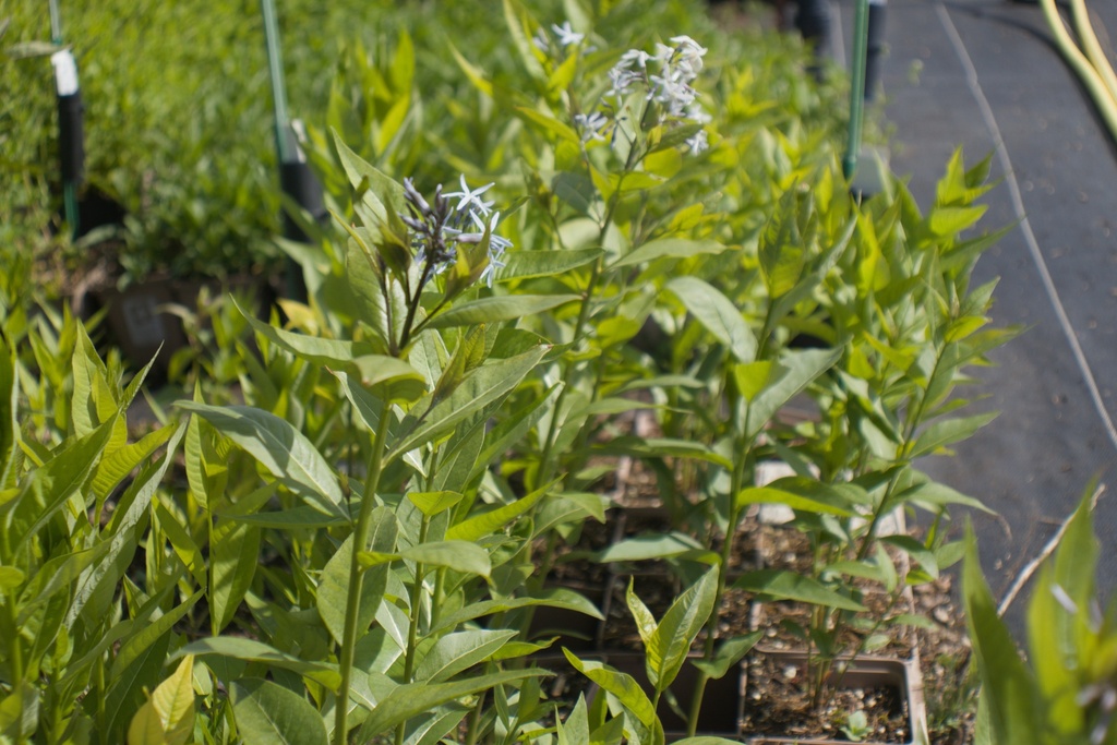 Amsonia illustris - La Pépinière d'Agnens