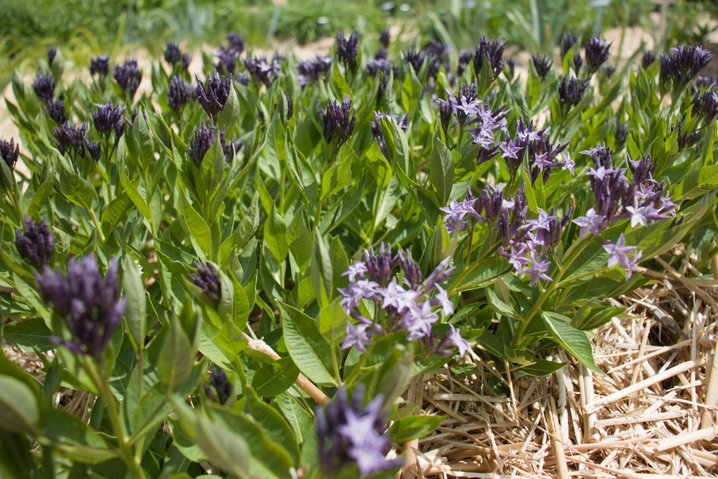 Amsonia orientalis 'Blue Ice' - La Pépinière d'Agnens
