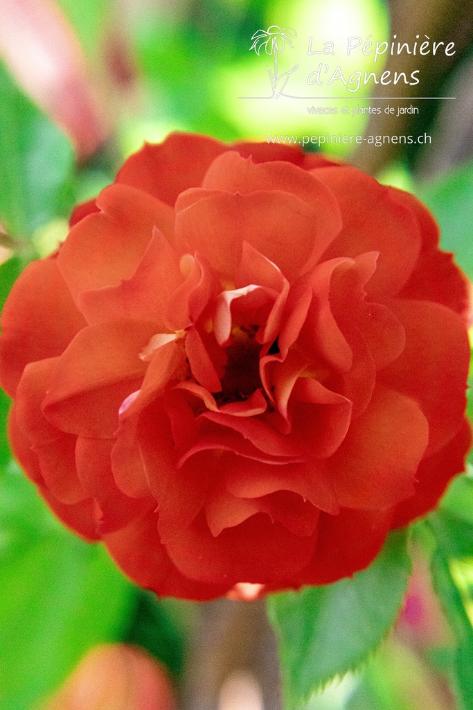 Rosa 'Carmen'- la Pépinière d'Agnens