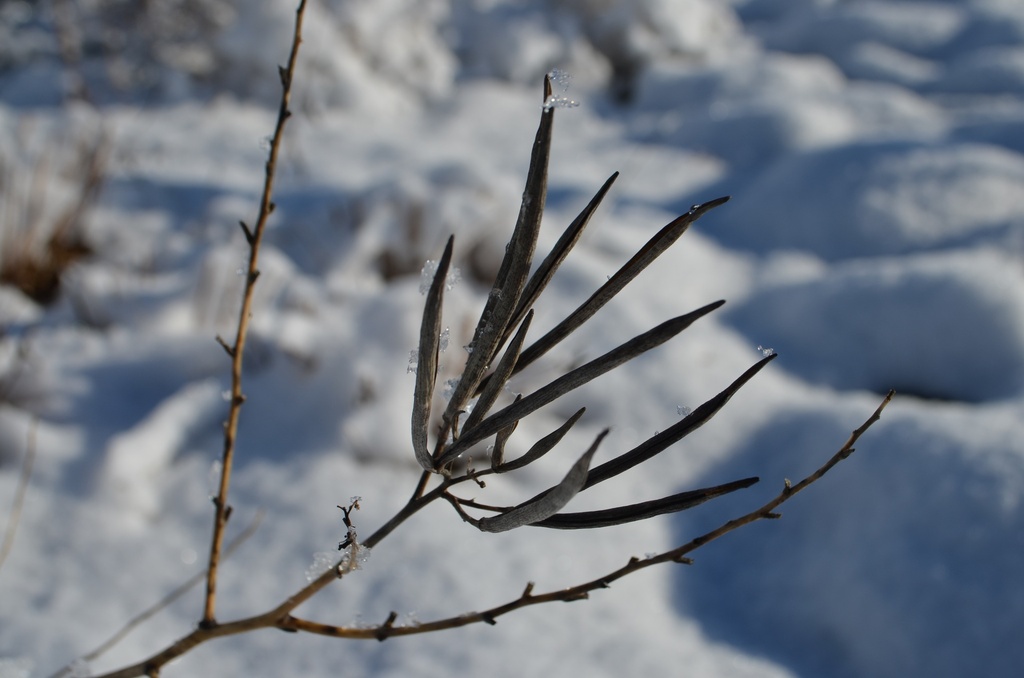 Amsonia tabernaemontana - La Pépinière d'Agnens
