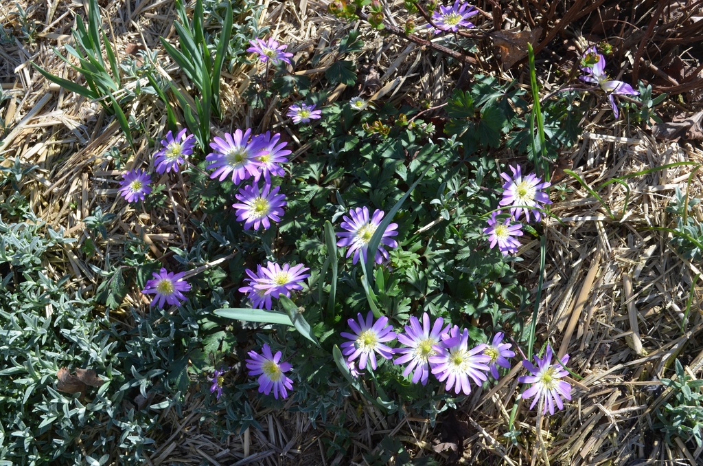 Anemone blanda 'Charmer' - La pépinière d'Agnens