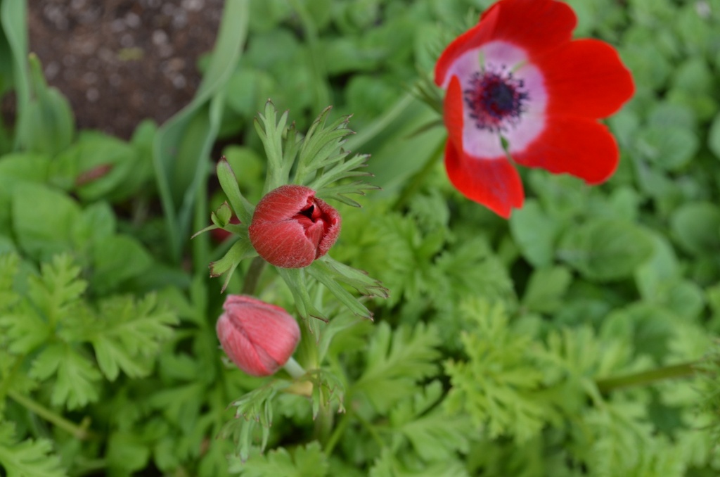 Anemone coronaria 'Hollandia' - La Pépinière d'Agnens
