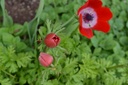 Anemone coronaria 'Hollandia' - La Pépinière d'Agnens