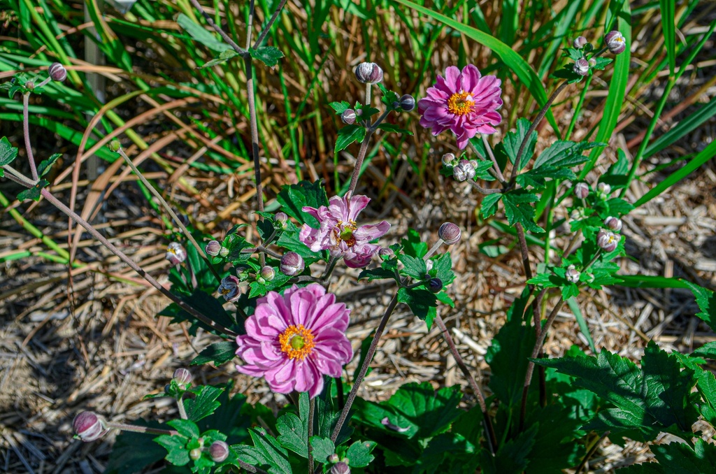 Anemone hybrida (x) 'Pamina' - La Pépinière d'Agnens