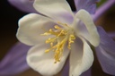 Aquilegia caerulea 'Blue Star' - La Pépinière d'Agnens
