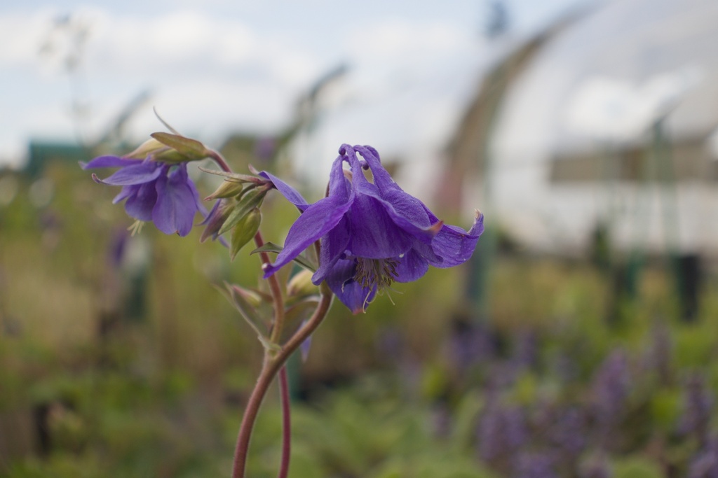 Aquilegia vulgaris - La Pépinière d'Agnens