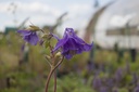 Aquilegia vulgaris - La Pépinière d'Agnens