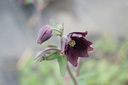 Aquilegia vulgaris 'Black Barlow' - La Pépinière d'Agnens