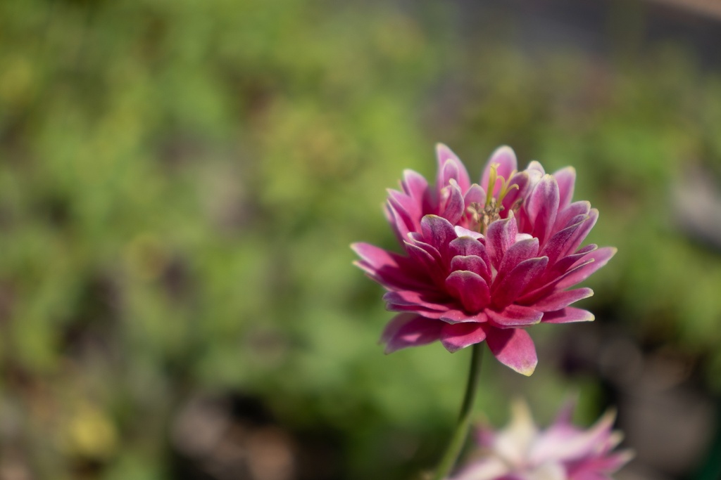 Aquilegia vulgaris 'Nora Barlow' - La Pépinière d'Agnens