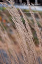 Calamagrostis acutiflora (x) 'Overdam' - La pépinière d'Agnens