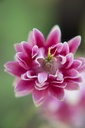 Aquilegia vulgaris 'Nora Barlow' - La Pépinière d'Agnens