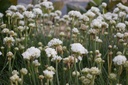 Armeria maritima 'Alba' - La Pépinière d'Agnens