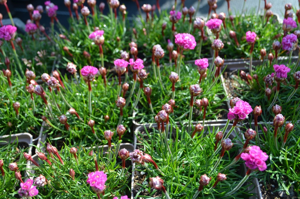 Armeria maritima 'Düsseldorfer Stolz' - La Pépinière d'Agnens