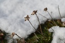 Armeria maritima 'Düsseldorfer Stolz' - La Pépinière d'Agnens