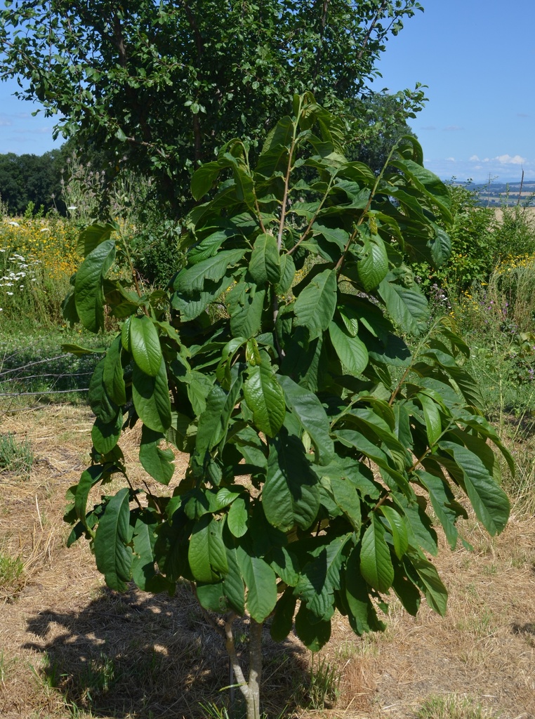 Asimina triloba 'Prima 1216' - La Pépinière d'Agnens