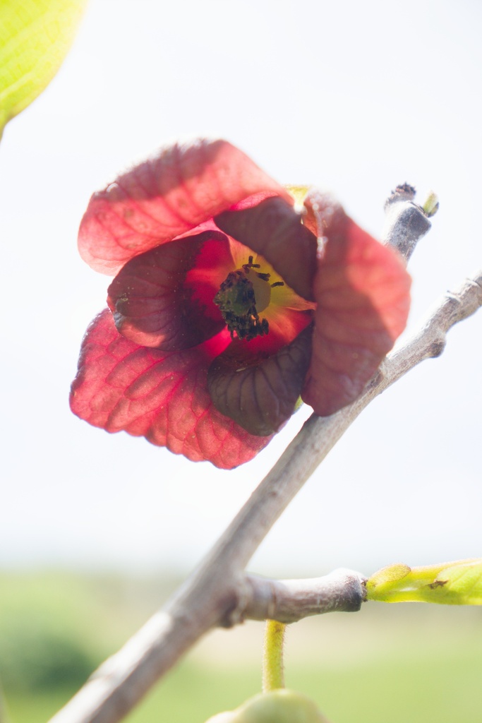 Asimina triloba 'Prima 1216'