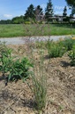 Calamagrostis acutiflora (x) 'Overdam' - La pépinière d'Agnens