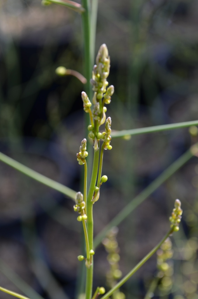 Asparagus officinalis 'Vitalim' - La Pépinière d'Agnens
