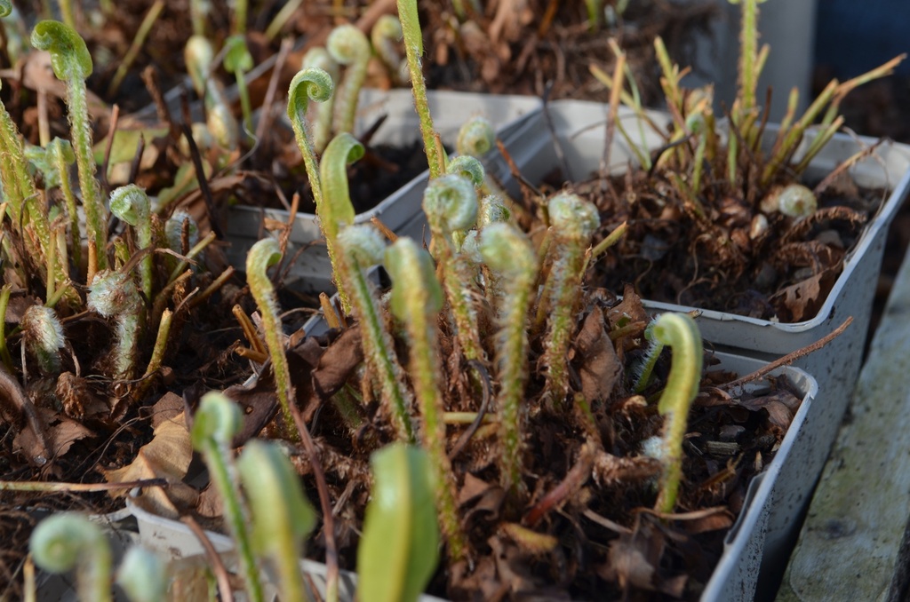 Asplenium scolopendrium - La Pépinière d'Agnens