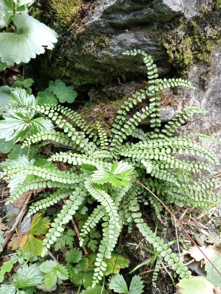 Asplenium trichomanes - La Pépinière d'Agnens