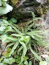 Asplenium trichomanes - La Pépinière d'Agnens