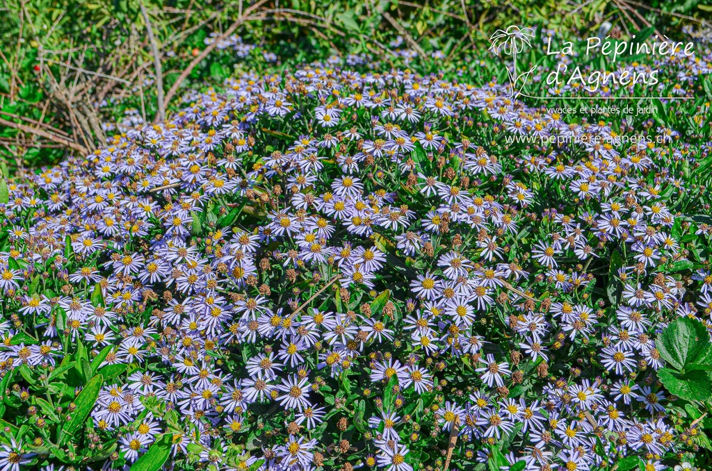 Assortiment Aster floraison automnale - La Pépinière d'Agnens
