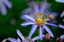 Aster ageratoides 'Adustus Nanus' - La Pépinière d'Agnens