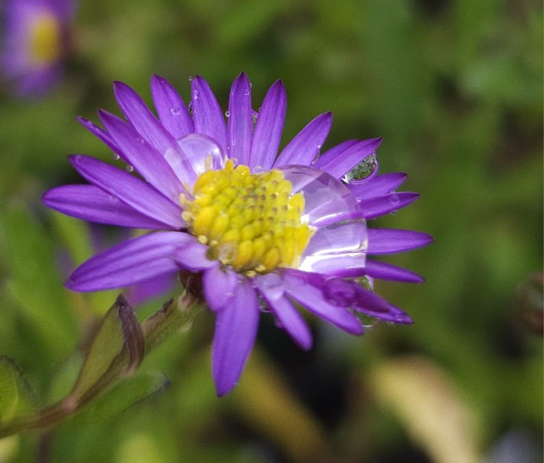 Aster ageratoides 'Ezo Murasaki' - La Pépinière d'Agnens